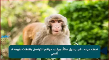 لحظة مرحة.. قرد يسرق هاتفًا ويقلب مواقع التواصل بلقطات طريفة لا تُنسى